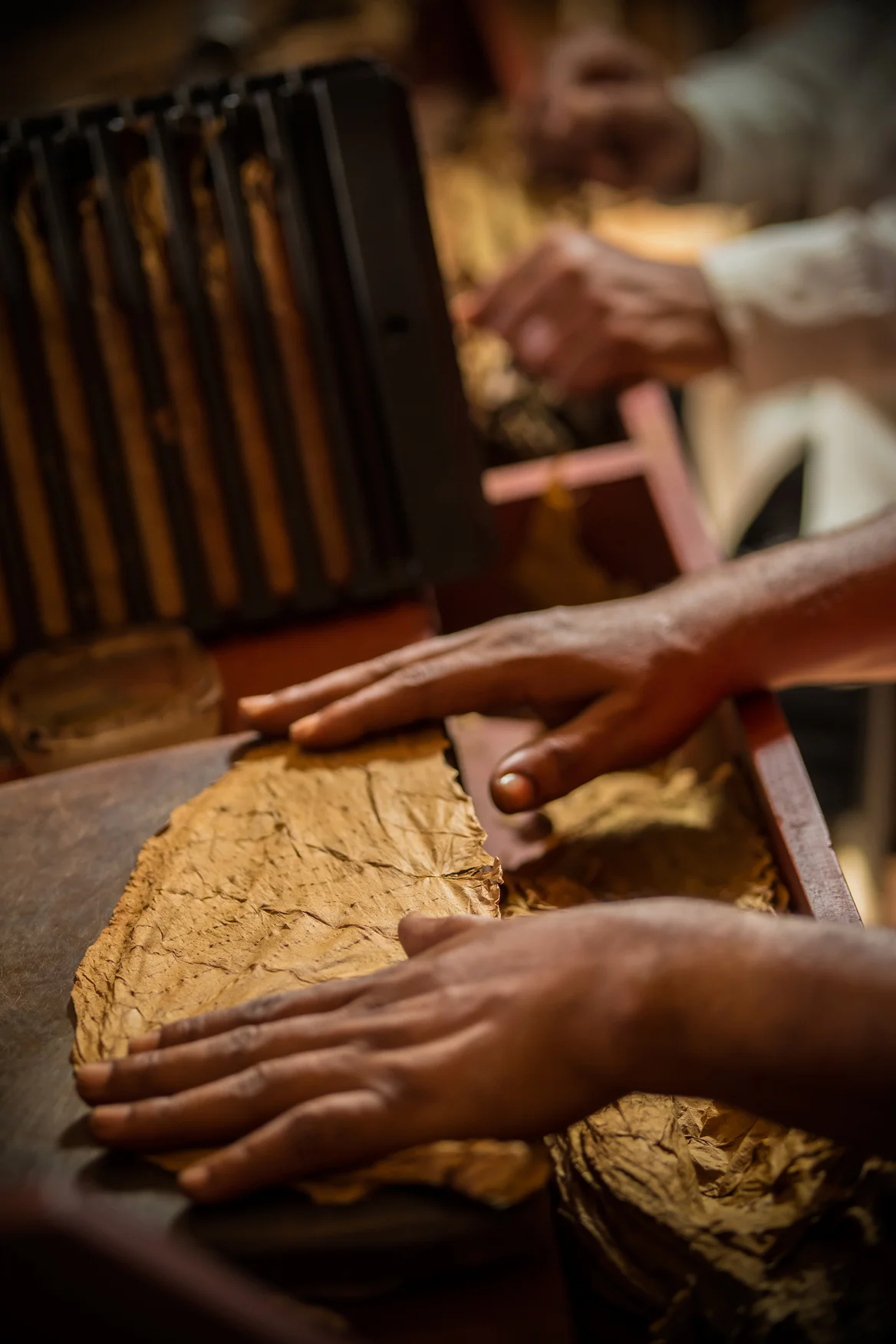 Hands working with tobacco leaves, from the services catalog